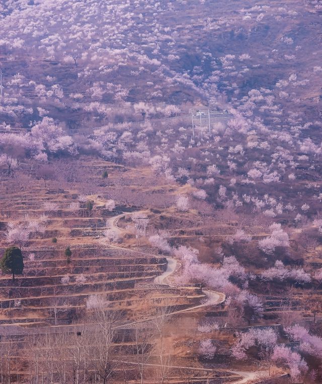 春天來臨，福氣到，京城賞花的好地方