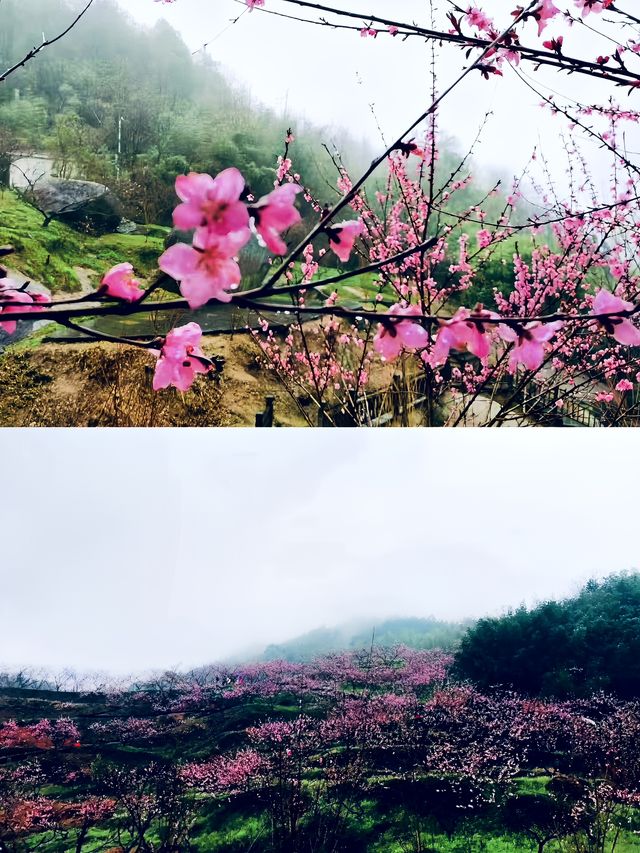 寧鄉｜你玩得可真花啊！東鹜山桃花谷自駕賞花指南