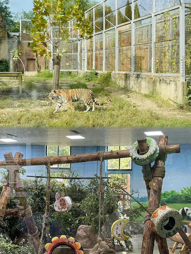 臨沂動植物園：親子時光，與長頸鹿的親密接觸
