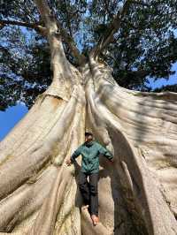 巴厘島|烏布小眾景點Bayan Ancient Tree