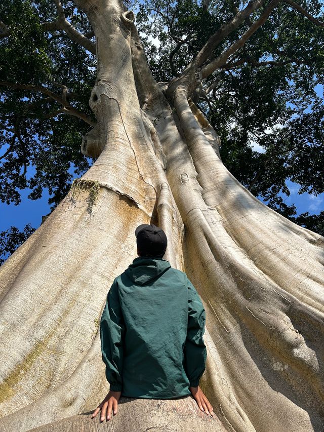 巴厘島|烏布小眾景點Bayan Ancient Tree