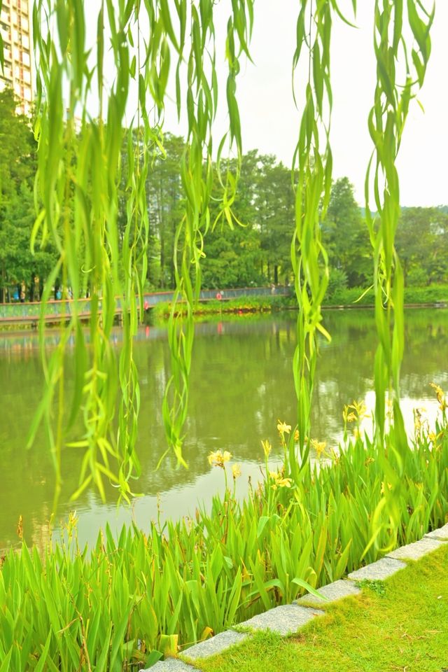 在雨後的四海公園，邂逅湖邊的浪漫