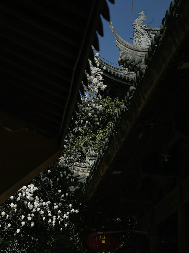 上海龍華寺白玉蘭滿開！錯過等一年！