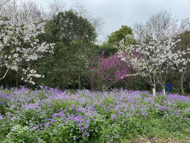 上海海灣國家森林公園四月櫻花季