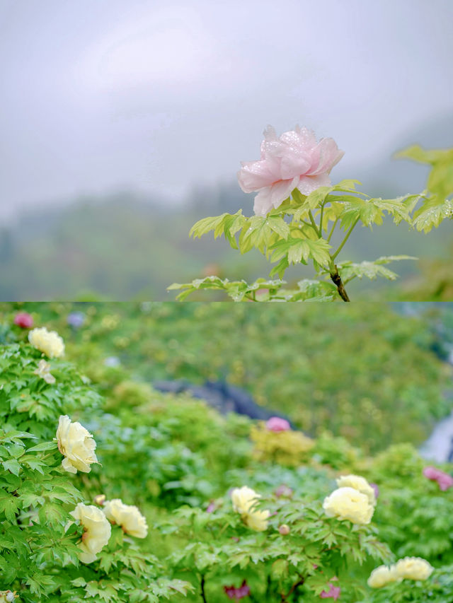 抓住重慶春天的尾巴 去鮮花盛開的山坡