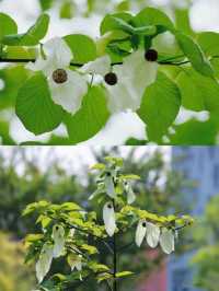 再見花開都江堰丨賞國寶植物珙桐花～