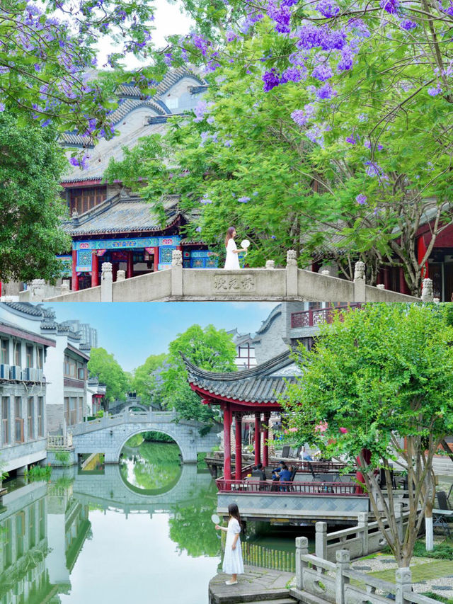不是蘇州！是成都公園！藍花楹好美～