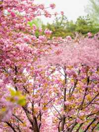 又發現一處好看的花花，朝陽公園櫻花谷