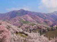 Spring Awakening in Yili, Xinjiang 🌸🏞️