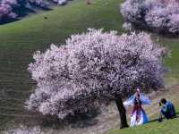 Spring Awakening in Yili, Xinjiang 🌸🏞️