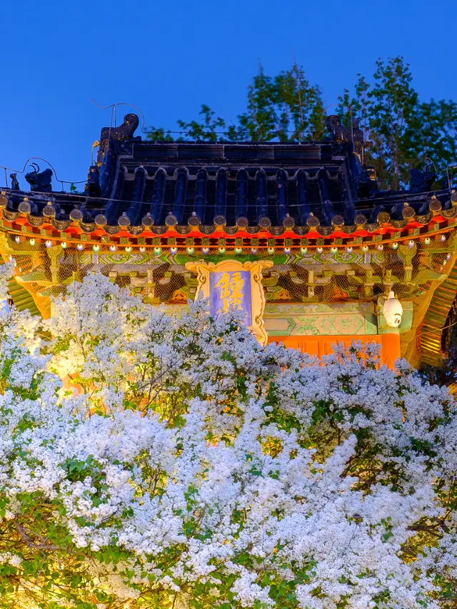 Beijing Spring Flower Viewing, the "Three Whites" at Zhihua Temple are not to be missed