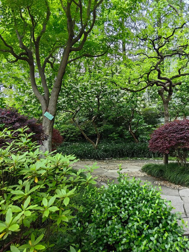 淺緣紫藤花——遊古藤園