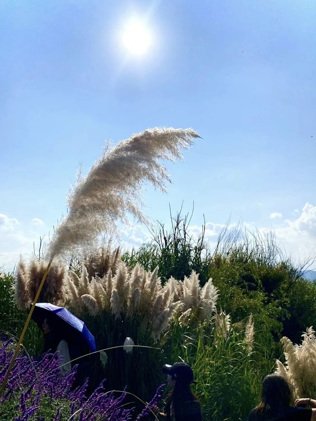 草海隧道也太美了吧！！！