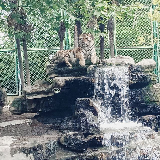 上海野生動物園攻略