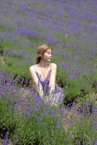 purple坠入紫色梦境  夏日薰衣草花海～
