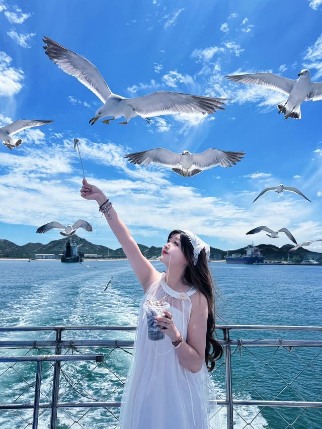 別再人擠人了，來海驢島喂海鷗吧