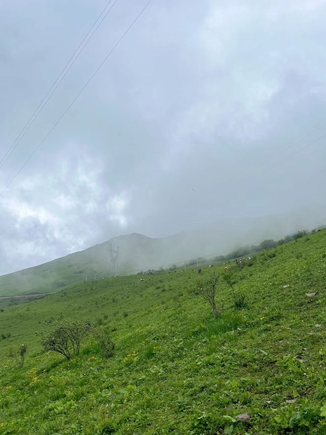 臥龍·雲中牧場 臥龍·雲中牧場