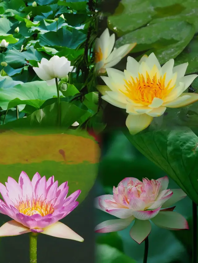 Guangzhou Lotus Hill, Lotus Feast, Breathtakingly Beautiful!