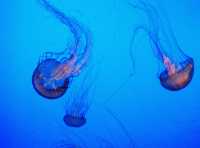 NY Aquarium Wild Life Cincervation Area: Cute and Fashion