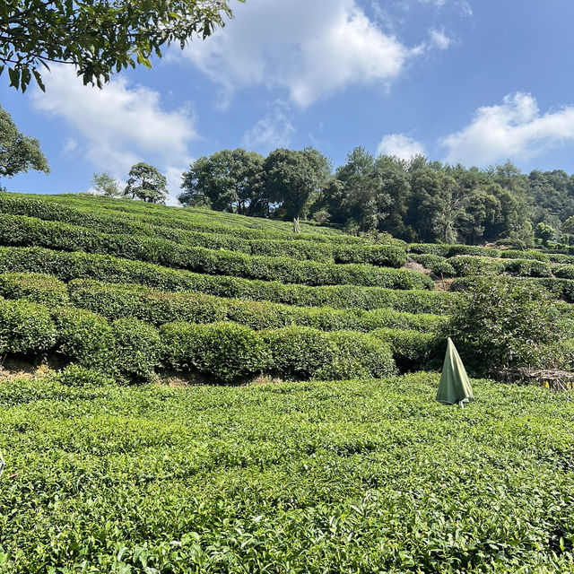 Hangzhou Tea Plantation