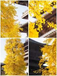 接下來的濮院古鎮可謂是秋色天花板。
