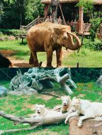 銀基動物王國係到呢度太開心啦。
