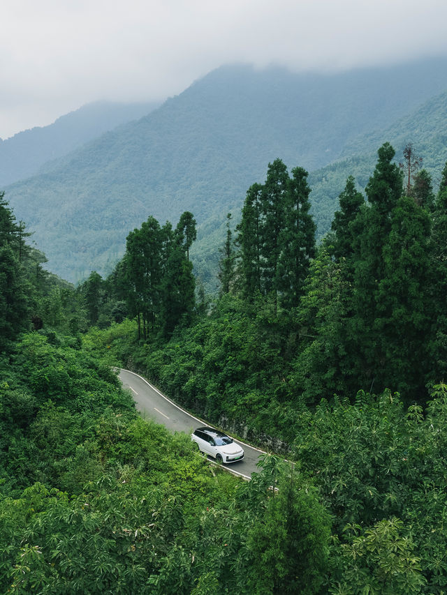 距離成都1小時車程，我找到了這片負氧離子森林。