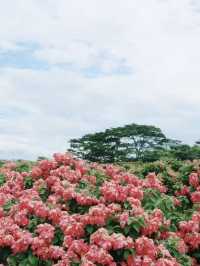 堪比莫奈花園！就在深圳灣流花山！