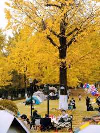 秋日童話杭州下沙小眾銀杏公園。