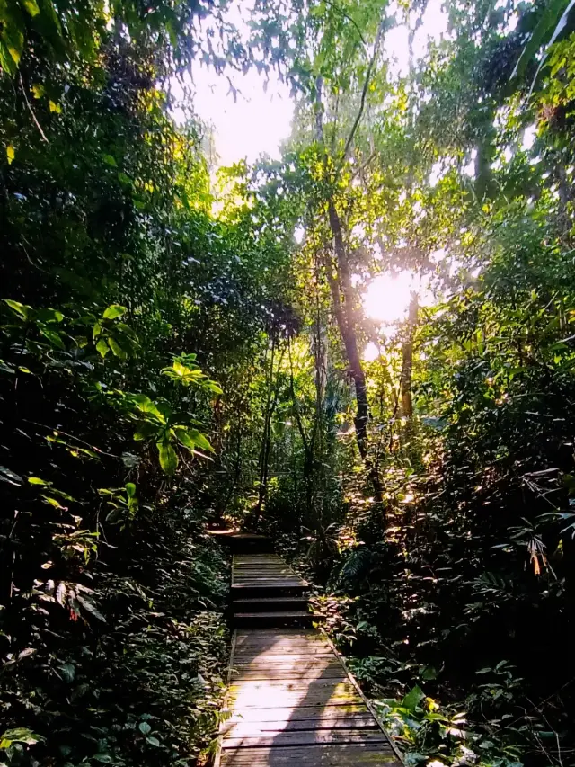 สวนป่าดึกดำบรรพ์ของสิบสองปันนา: ดำดิ่งสู่ป่าดงดิบ