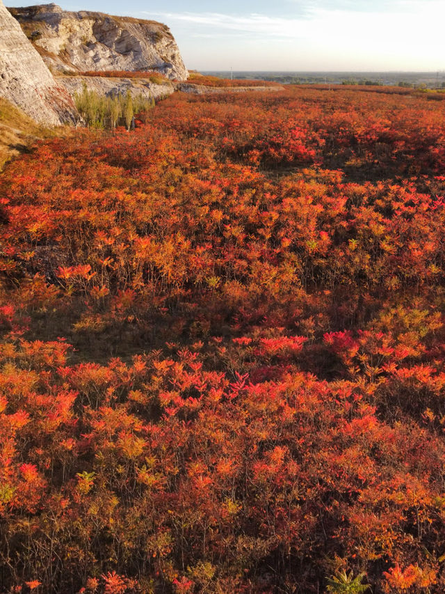 滿山紅遍日照金山紅葉谷太震撼了。