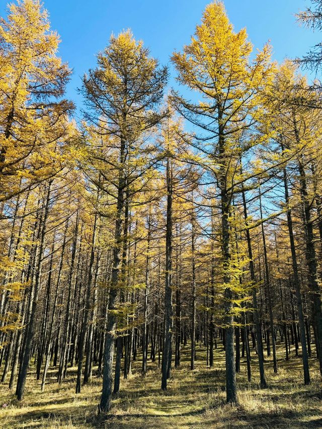 哈達門國家森林公園。