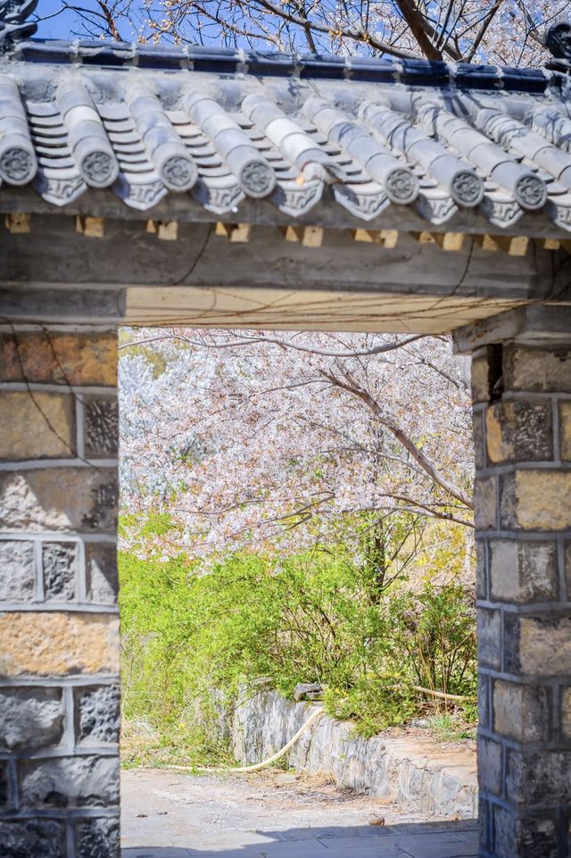 櫻花風景區。