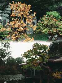 成都百花潭公園，賞銀杏景觀園。