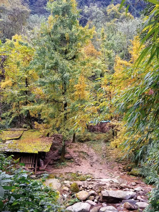 Stumble into a fairytale-like forest and escape the city. The autumn scenery is in full swing here. 