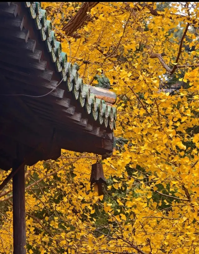 銀杏金黃時刻！千年古剎綻放絕美秋韻。