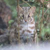 Nagoya Zoo Exhibits Five Tsushima Leopard Cat Cubs