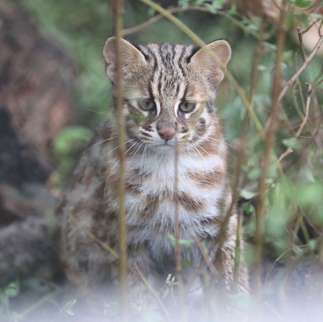 Nagoya Zoo Exhibits Five Tsushima Leopard Cat Cubs