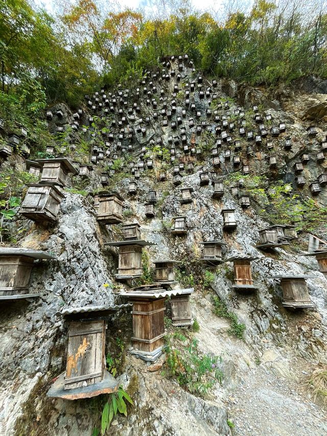 興山秋日遊 3天盡享熱門美景。