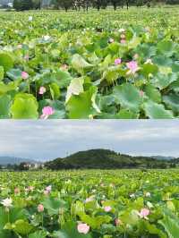 邂逅撫州廣昌蓮花盛宴。