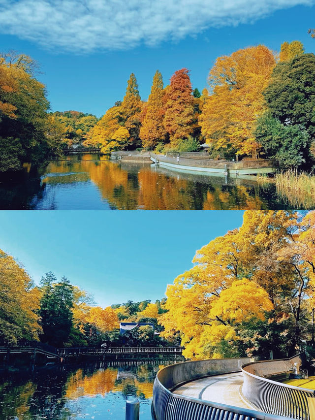 東京賞楓圖鑑：井之頭恩賜公園。