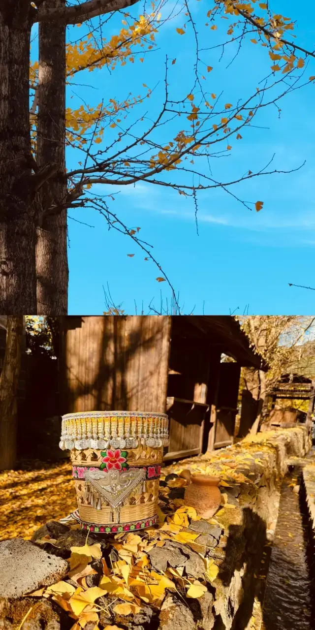 "Ginkgo Village: A Golden Dreamland." 