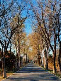 北京秋日遊園記 33｜南苑森林公園。