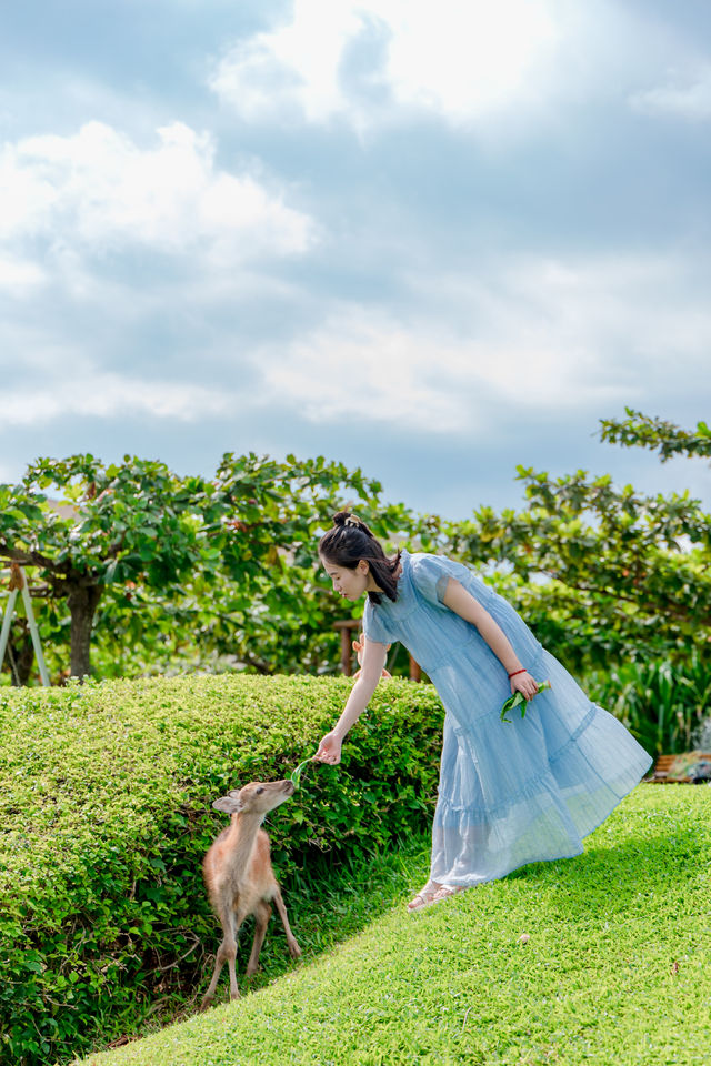 來海邊花園，打卡童話聖誕季！