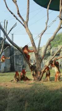 杭州野生動物園