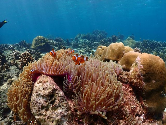 Seastar快艇日遊探秘洛克島原始之美。