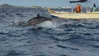 Sri Lanka Whale Watching Guide: Experience the Majestic Whales