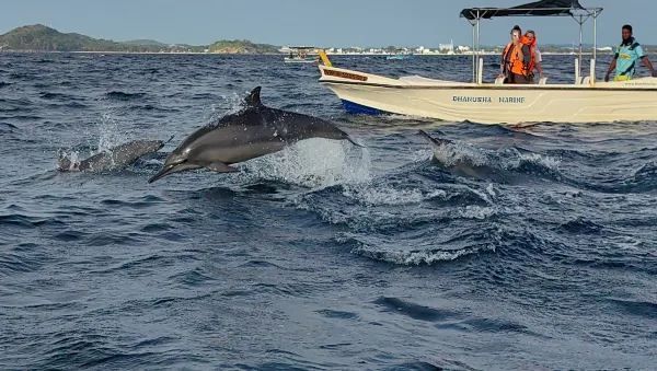 Sri Lanka Whale Watching Guide: Experience the Majestic Whales