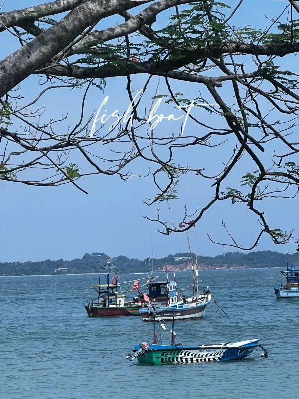 Sri Lanka | Mirissa Whale Watching Guide