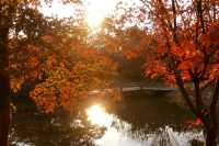 又是一年楓葉紅~~花開海上生態園